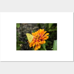 Alfalfa Butterfly on Flowers Posters and Art